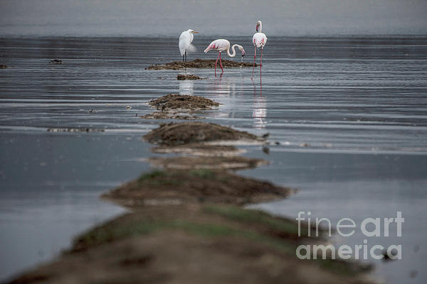 Lake Nakuru Flamingos - egret by Steve Somerville Lake Nakuru Flamingos - egret by Steve Somerville