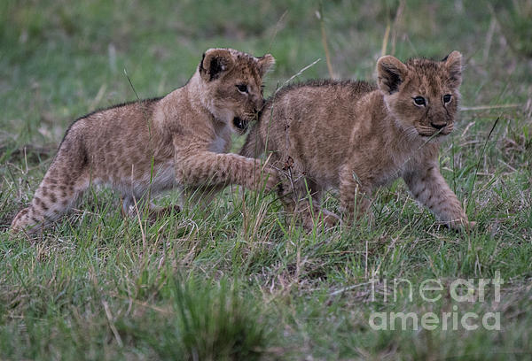 Lion Cubs play - Masai Mara by Steve Somerville Lion Cubs play - Masai Mara by Steve Somerville