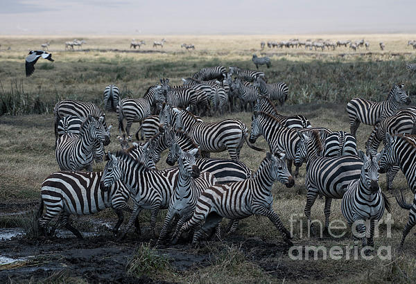 Zebra Herd at mudhole by Steve Somerville Zebra Herd at mudhole by Steve Somerville