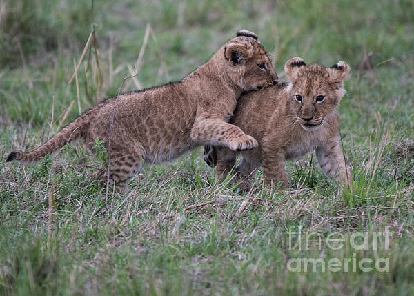 Lion Cubs play - Serengeti by Steve Somerville Lion Cubs play - Serengeti by Steve Somerville